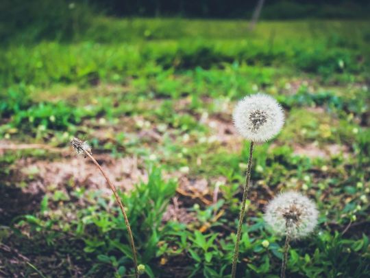 ECONOMIA FINANCEIRA E SUSTENTABILIDADE: ESTRATÉGIAS PARA ECONOMIZAR DINHEIRO E RECURSOS NATURAIS