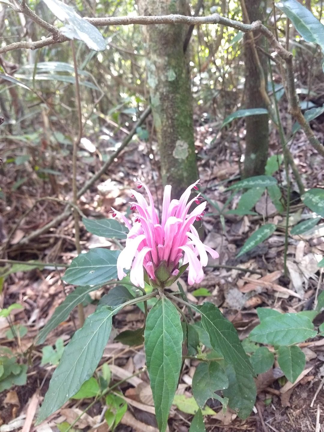 trilha caminho do rei praia do rosa