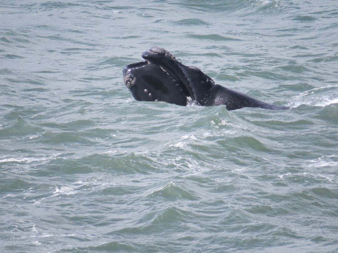 baleia franca sc