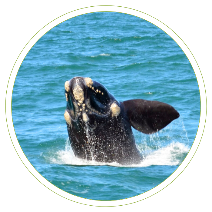 Observação de baleias sc