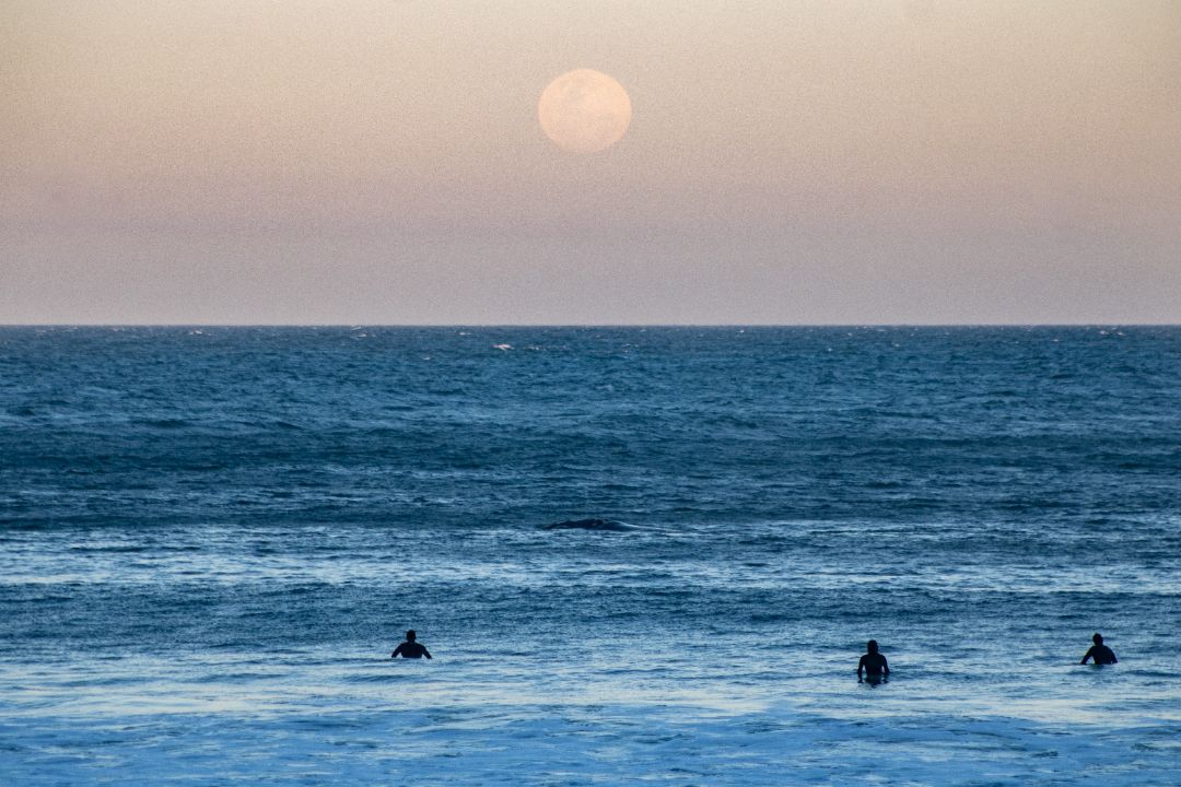 praia do rosa