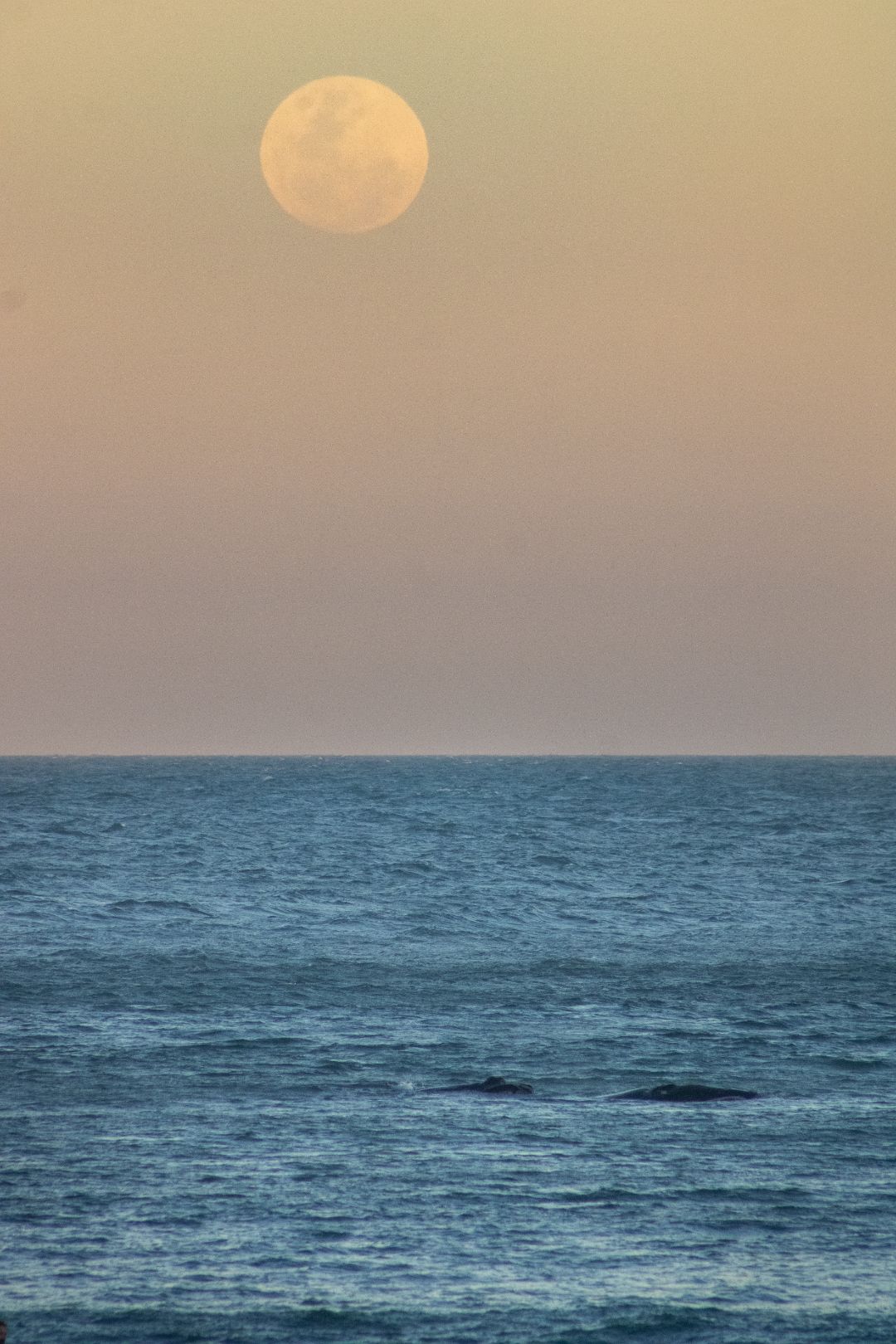 praia do rosa - SC