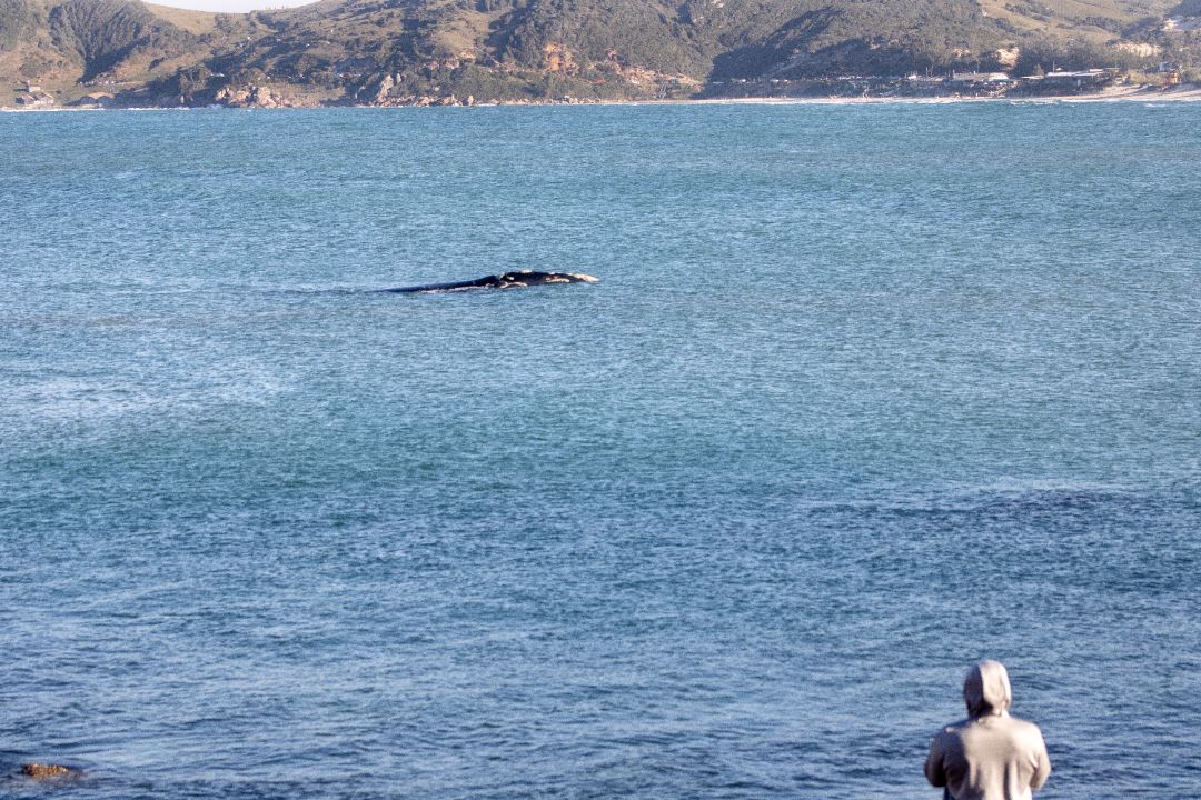 Observação de baleias
