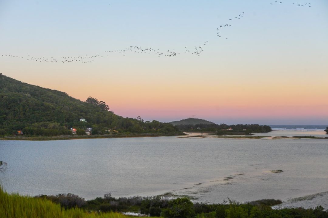 baleia-franca-praia-do-rosa-sc-pousada-beira-mar