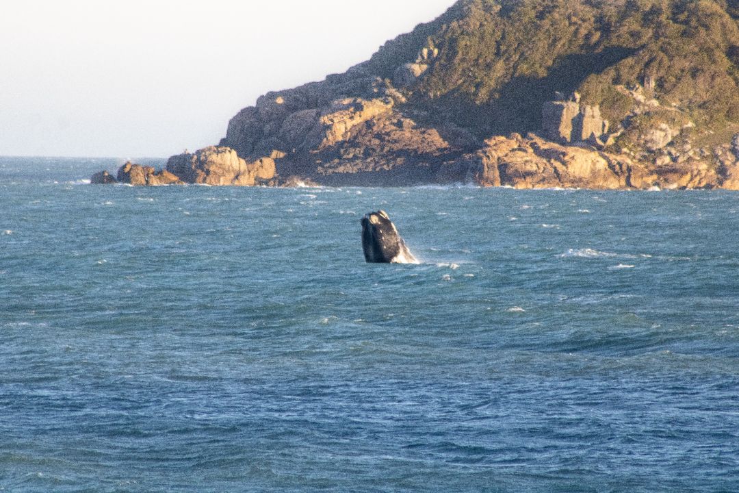 baleia franca sc