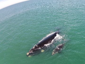ao sul natural - turismo receptivo praia do rosa - transfer praia do rosa