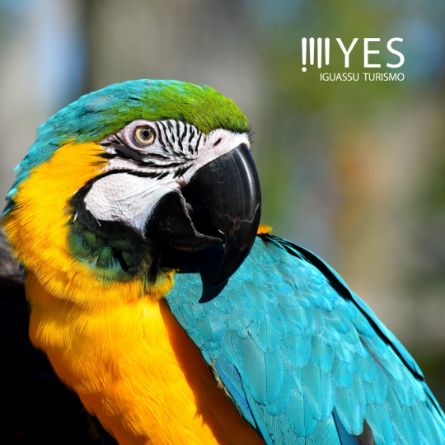 Parque das Aves