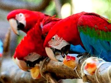 Parque das Aves