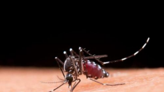 Chikungunya não deve ser esquecida durante a pandemia