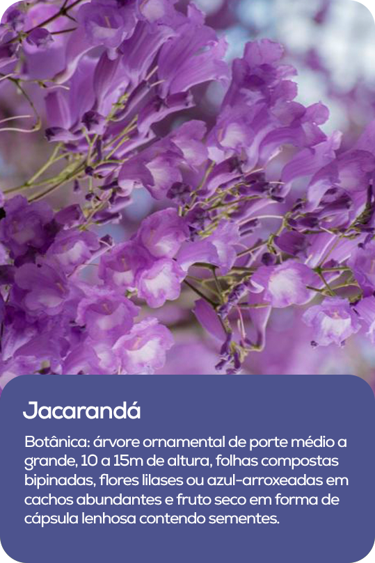 Árvore com flores violeta marcantes, copa ampla e madeira densa, associada à força e estabilidade.