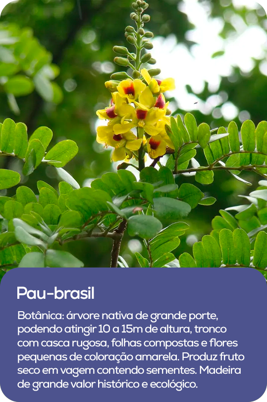 Árvore nativa da Mata Atlântica com flores amarelo-alaranjadas, representando permanência e legado.
