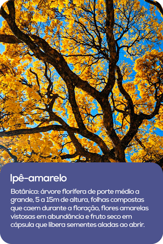 Árvore de flores amarelas intensas, símbolo de vigor e resistência em períodos adversos.