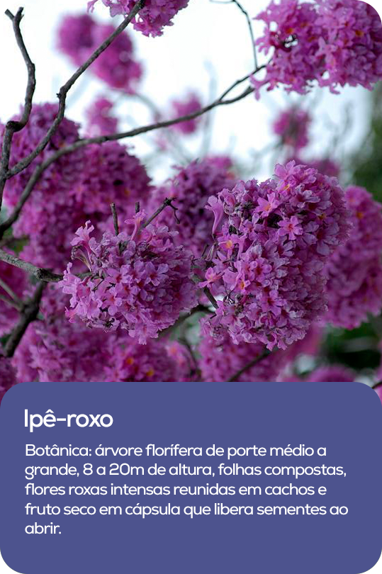 Árvore de flores roxas vibrantes, representando transformação e adaptação.