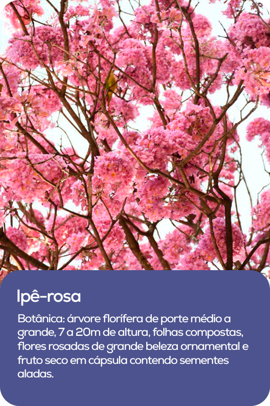 Árvore com flores rosa intensas, símbolo de esperança e recomeço, típica do Brasil.