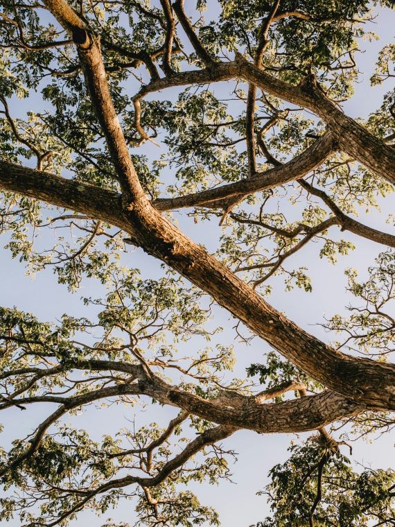 materia orgânica carbonização